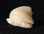 Cyclothyris vespertilio (BROCCHI 1813) - Bild © FossNet FossilienStore